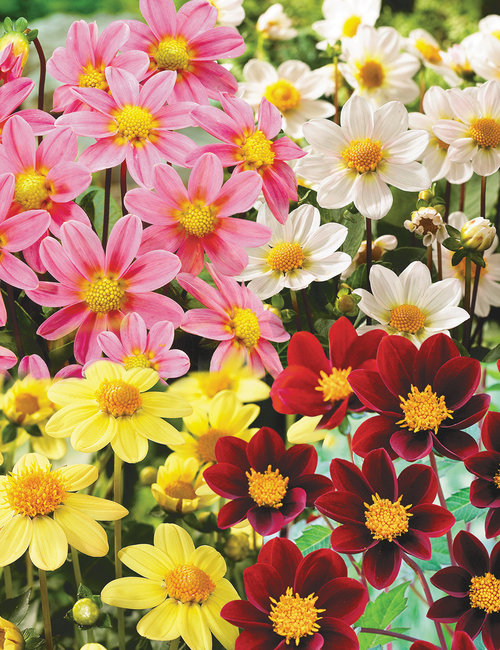 Bambino Dahlias Mixed