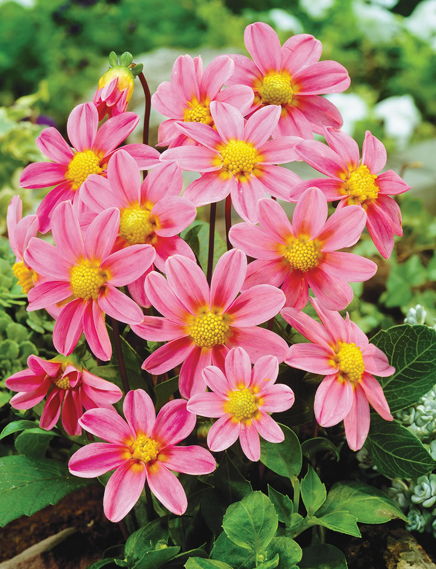 Bambino Dahlia Pink