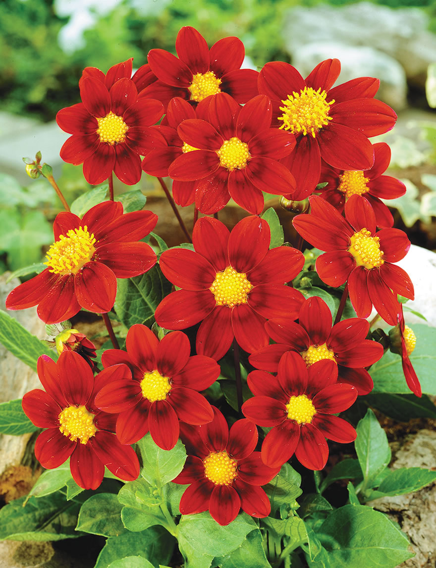 Bambino Dahlia Red