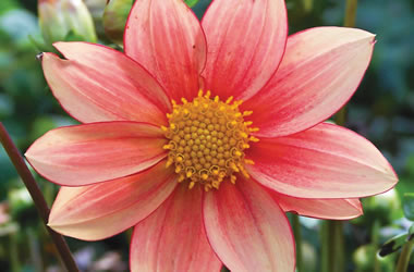 Miniature Dahlia 'Bonnie Fire'