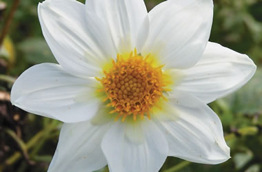 Miniature Dahlia 'Bonnie Snowflake'