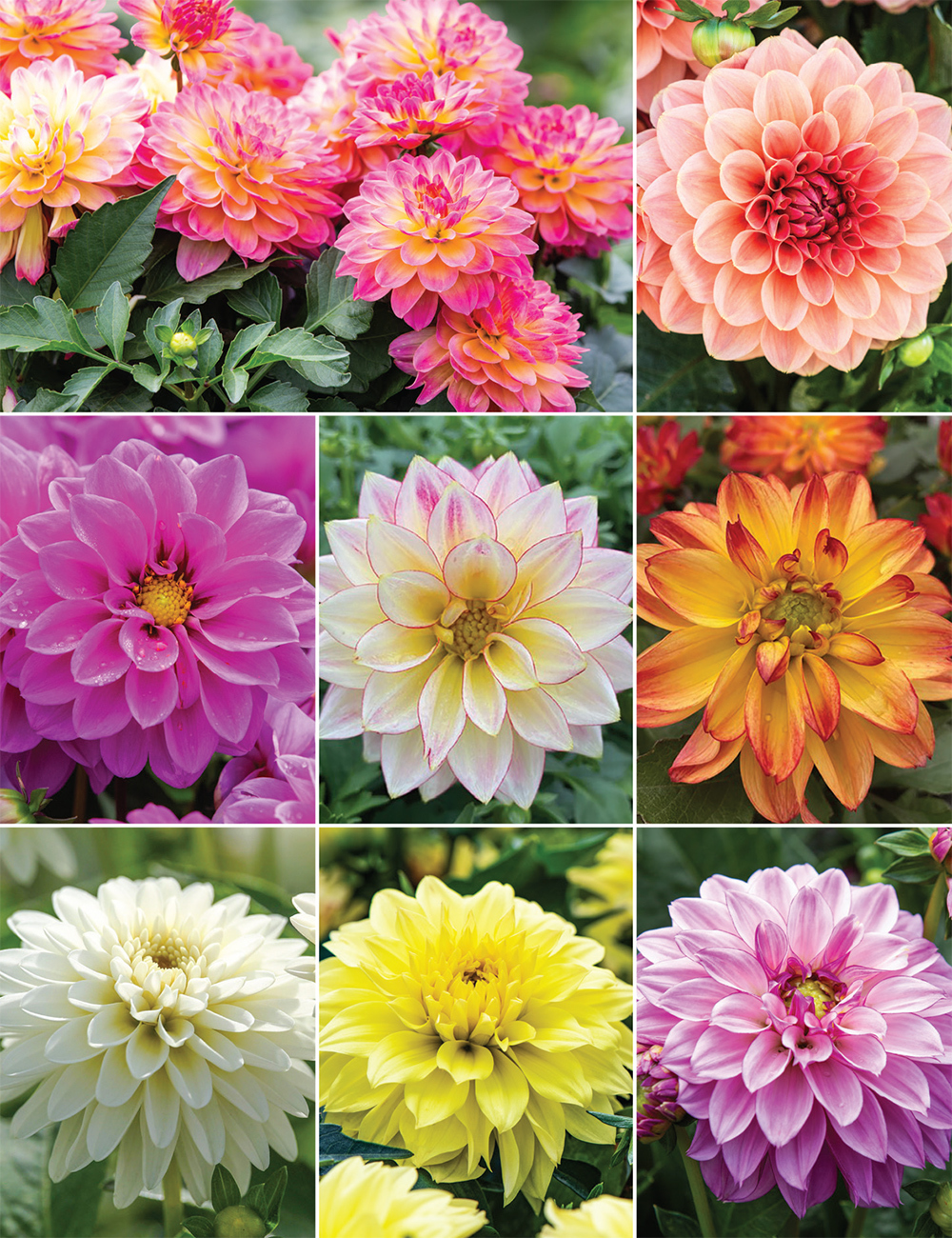 Dwarf Dahlia Hypnotica (reduced) Collection