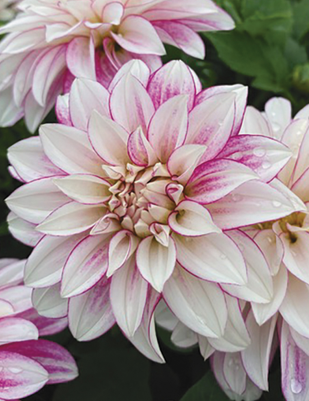 Dwarf Dahlia Hypnotica 'Cherish Pink'