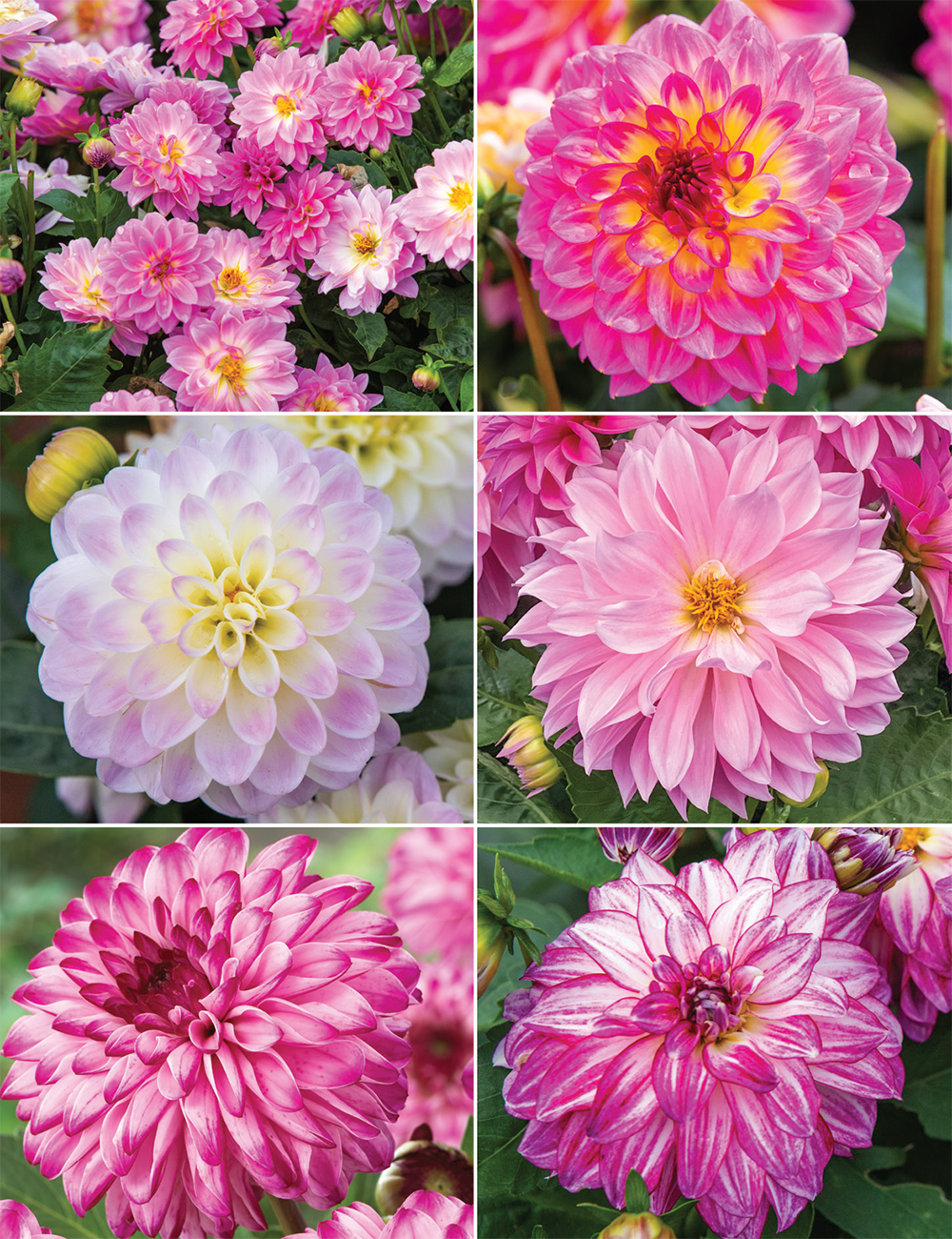 Lubega Dwarf Dahlias Collection