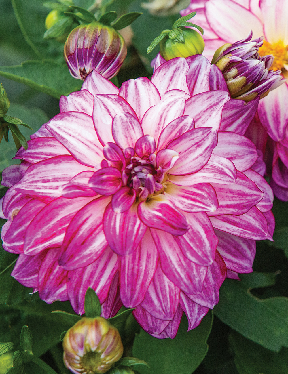 Lubega Dwarf Dahlia 'Power Cherry Stripes'