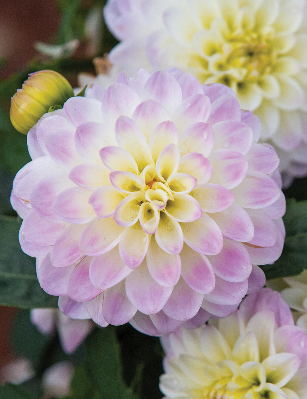 Lubega Dwarf Dahlia 'Power Lilac Frost'