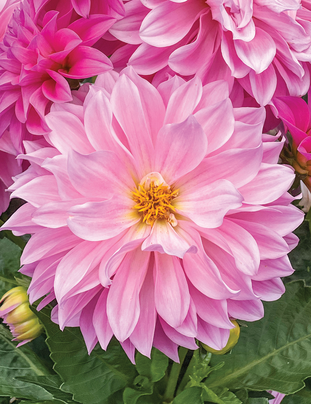 Lubega Dwarf Dahlia 'XL Pink'