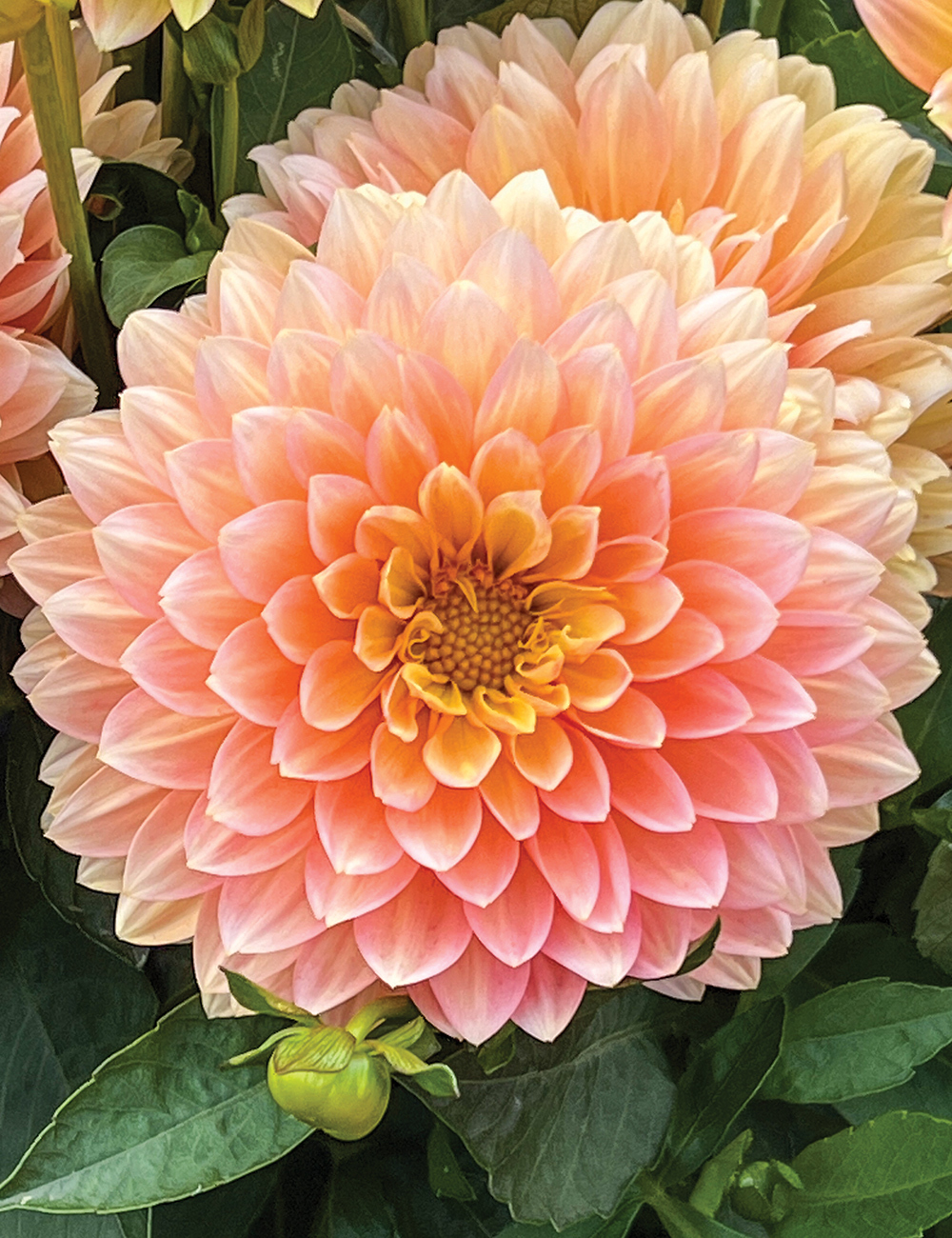 Dwarf Dahlia Lubega 'XL Peach'