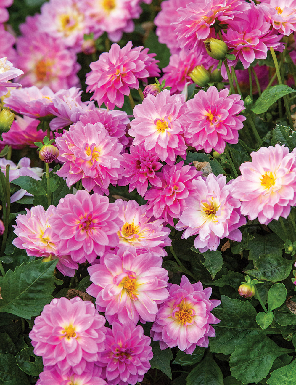 Lubega Dwarf Dahlia 'Power Rose Bicolour'