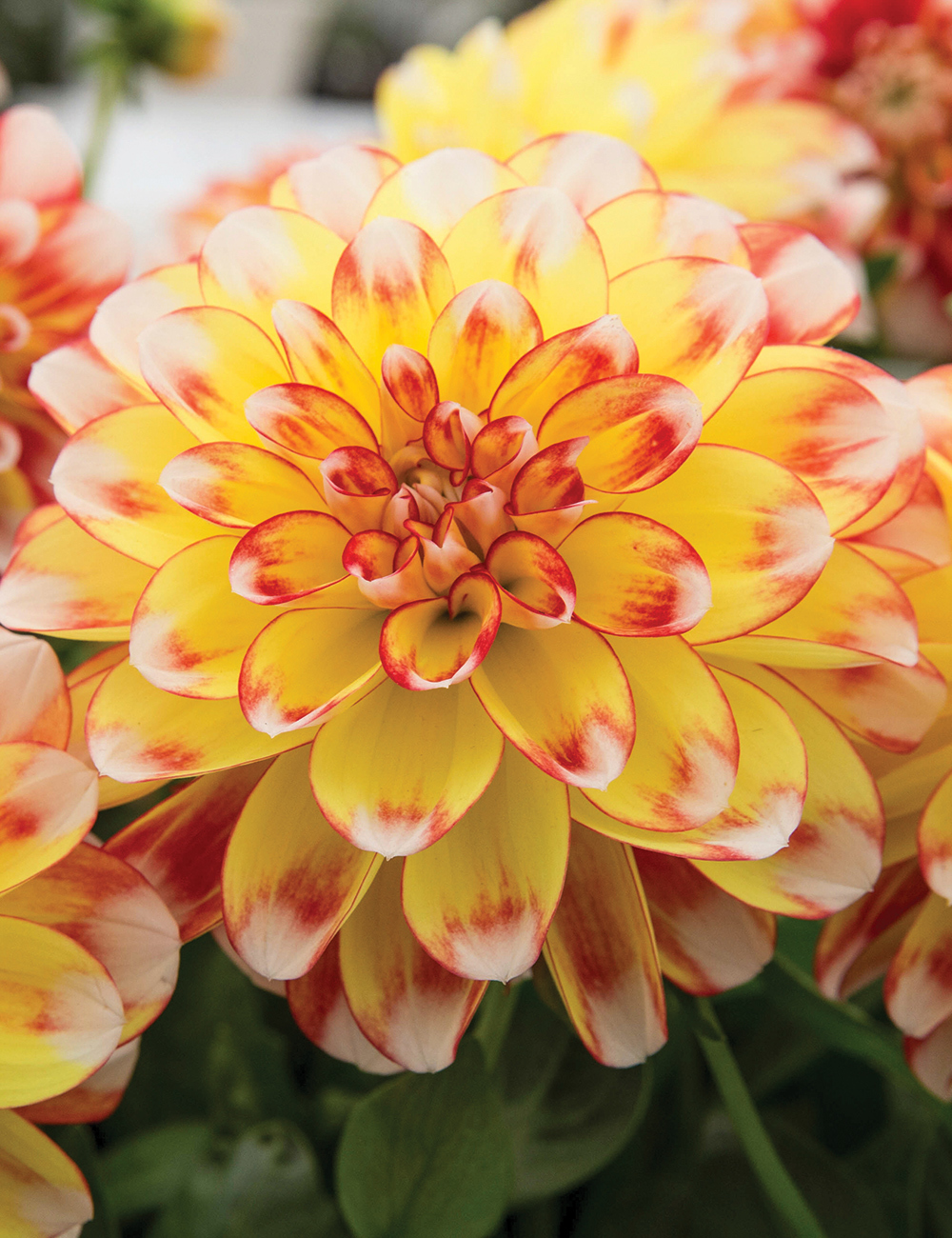 Dwarf Dahlia Lubega Power 'Tricolour'