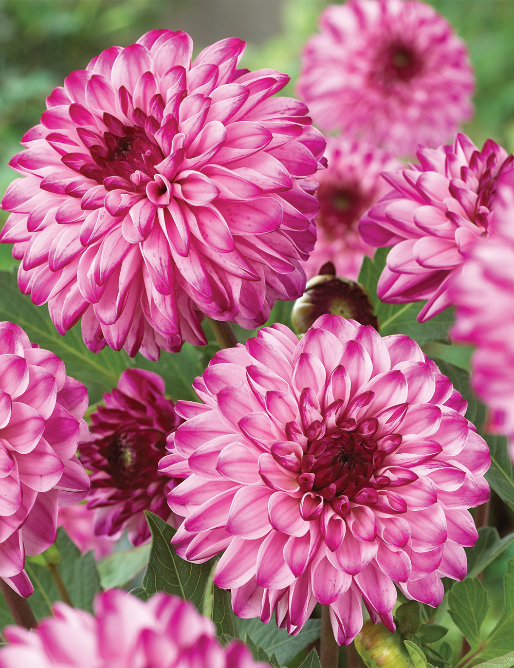 Lubega Dwarf Dahlia 'Power Violet '