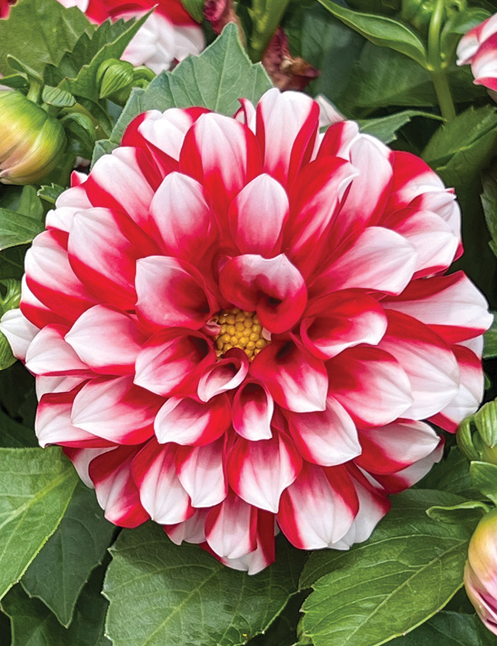 Dwarf Dahlia Lubega 'Special White Red'