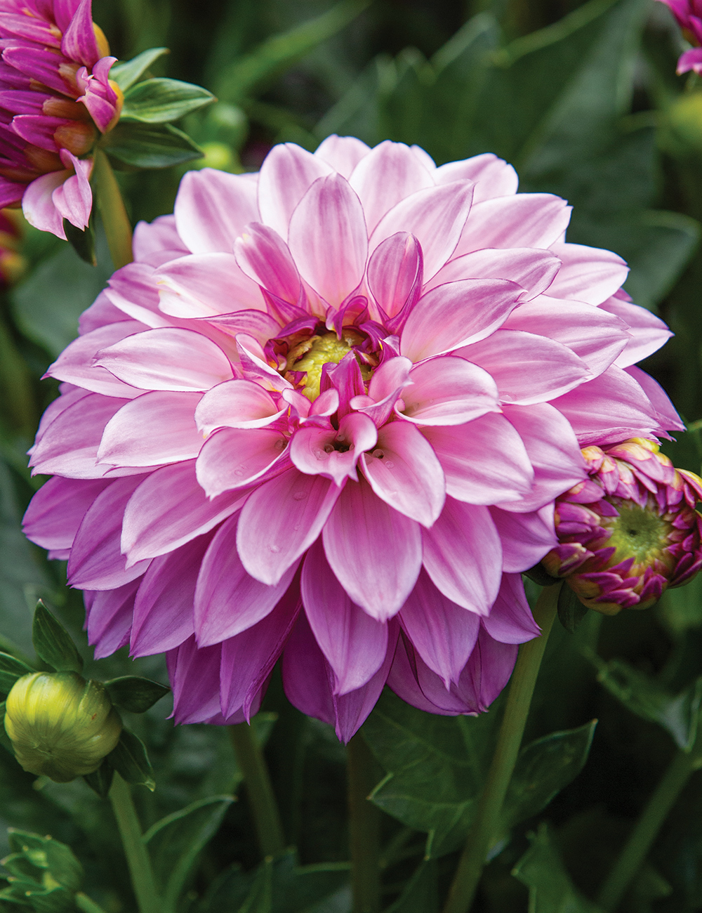 Dwarf Dahlia Hypnotica 'Purple Bicolour'