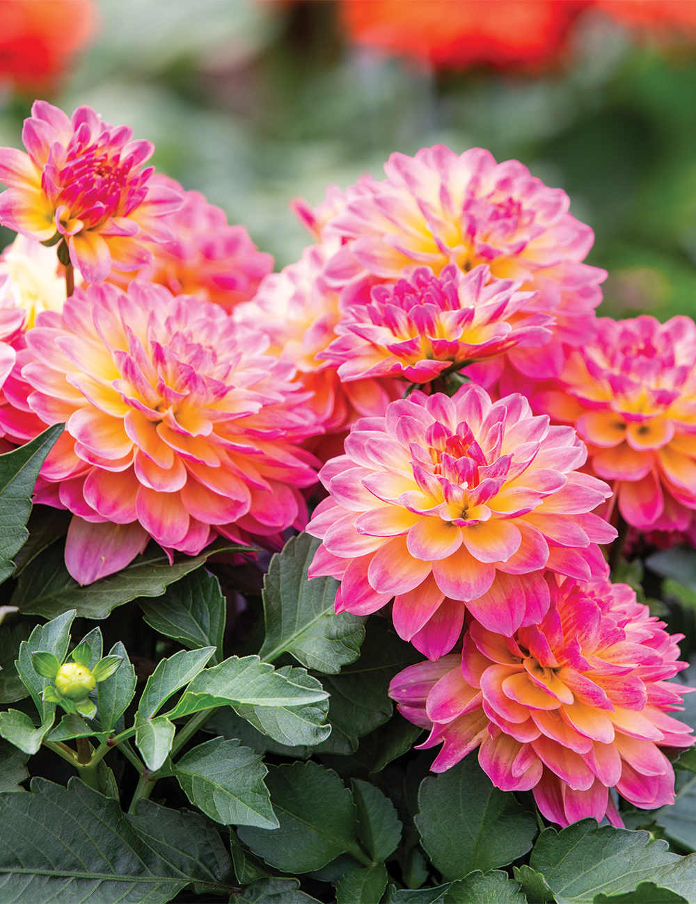 Dwarf Dahlia Hypnotica 'Rose Bicolour'