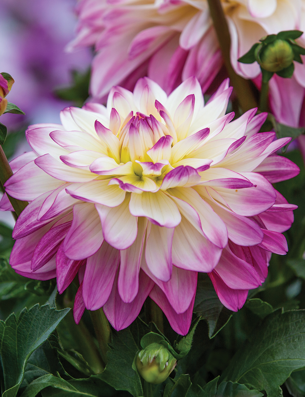 Dwarf Dahlia Sincerity 'Rose Bicolour'