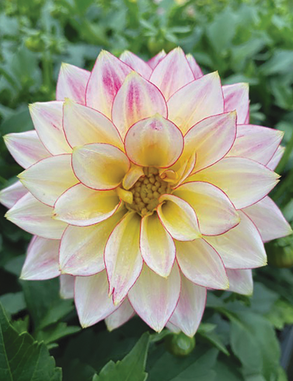 Dwarf Dahlia Hypnotica 'Tropical Breeze'