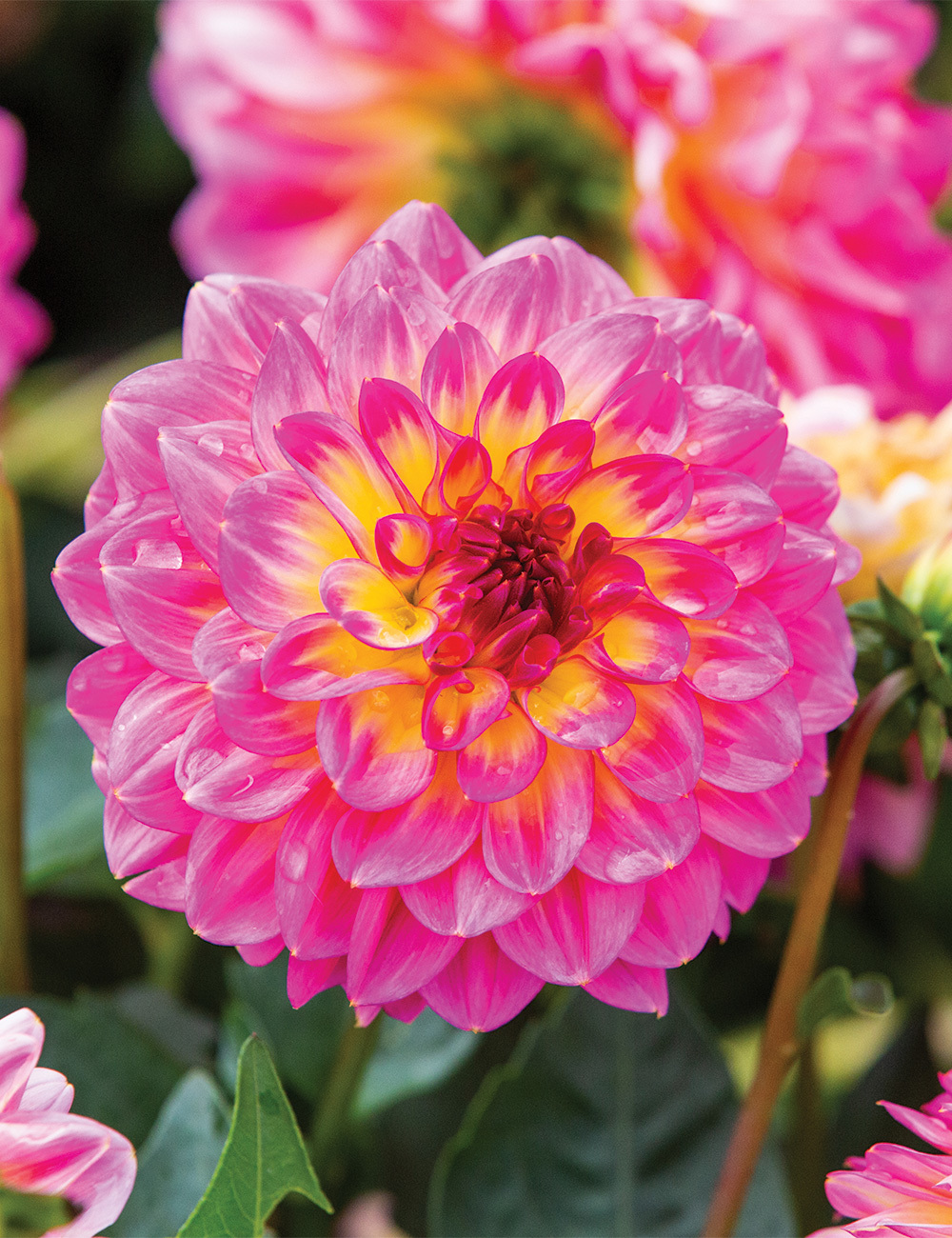 Lubega Dwarf Dahlia 'Power Tropical Punch'