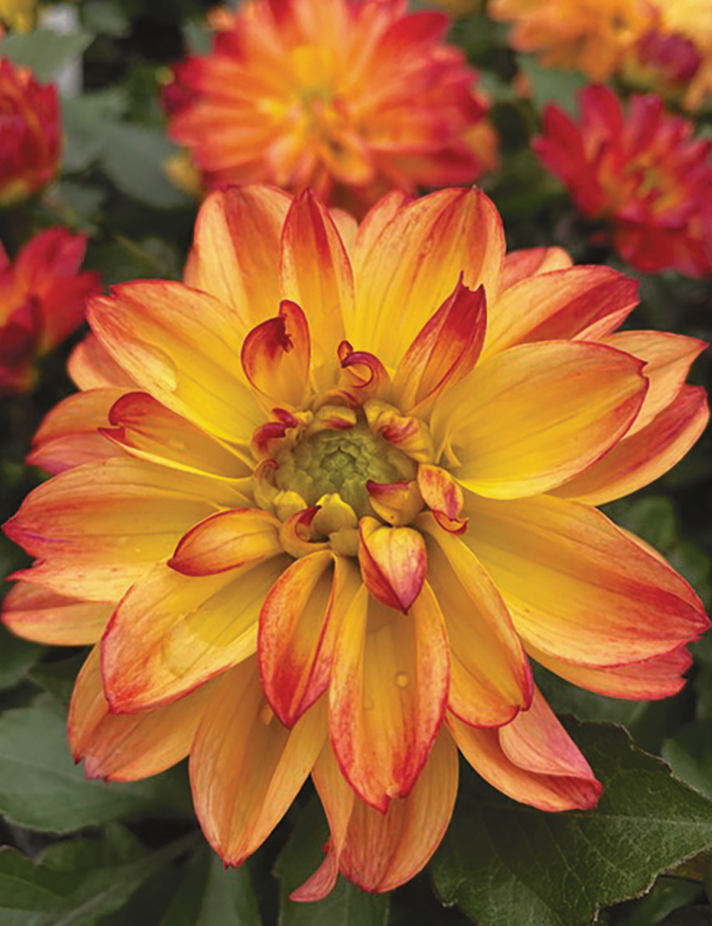 Dwarf Dahlia Hypnotica 'Tequila Sunrise'