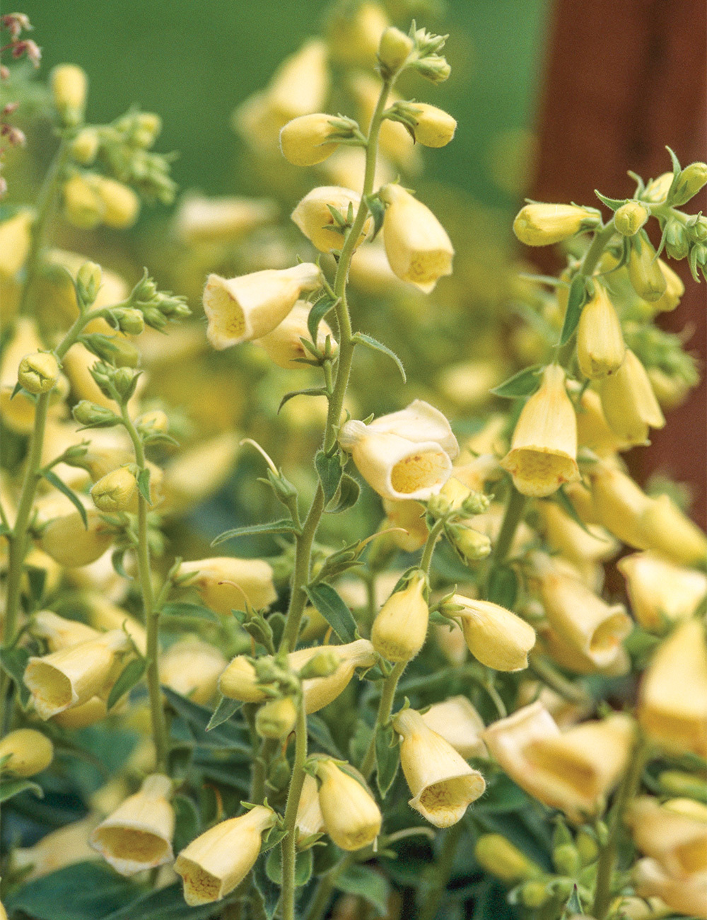 Foxglove 'Carillon'