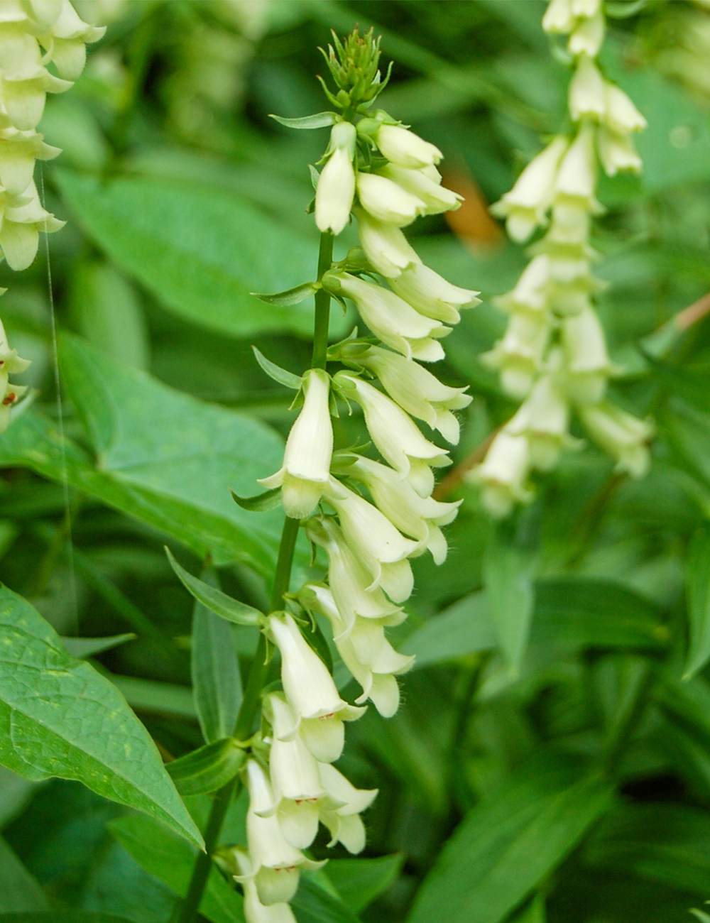 Straw Foxglove