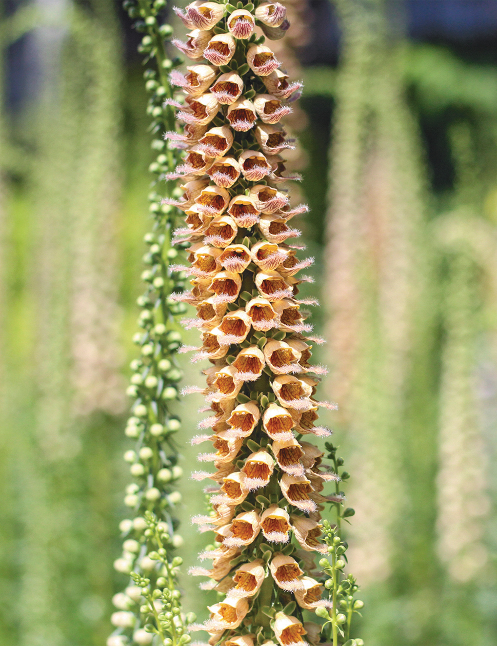 Foxglove 'Gigantea'