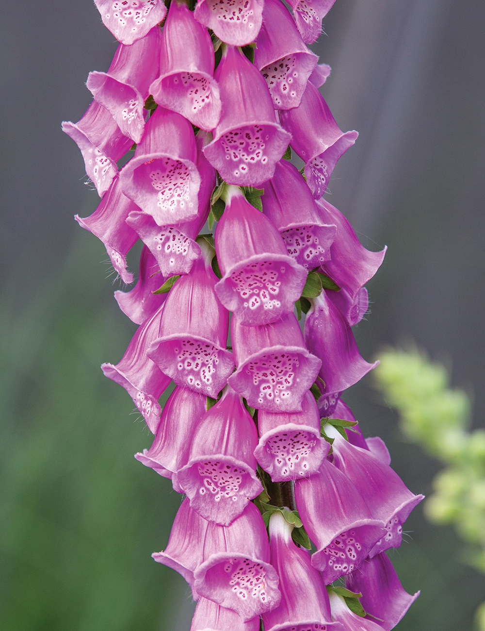 Foxglove 'Berggold'