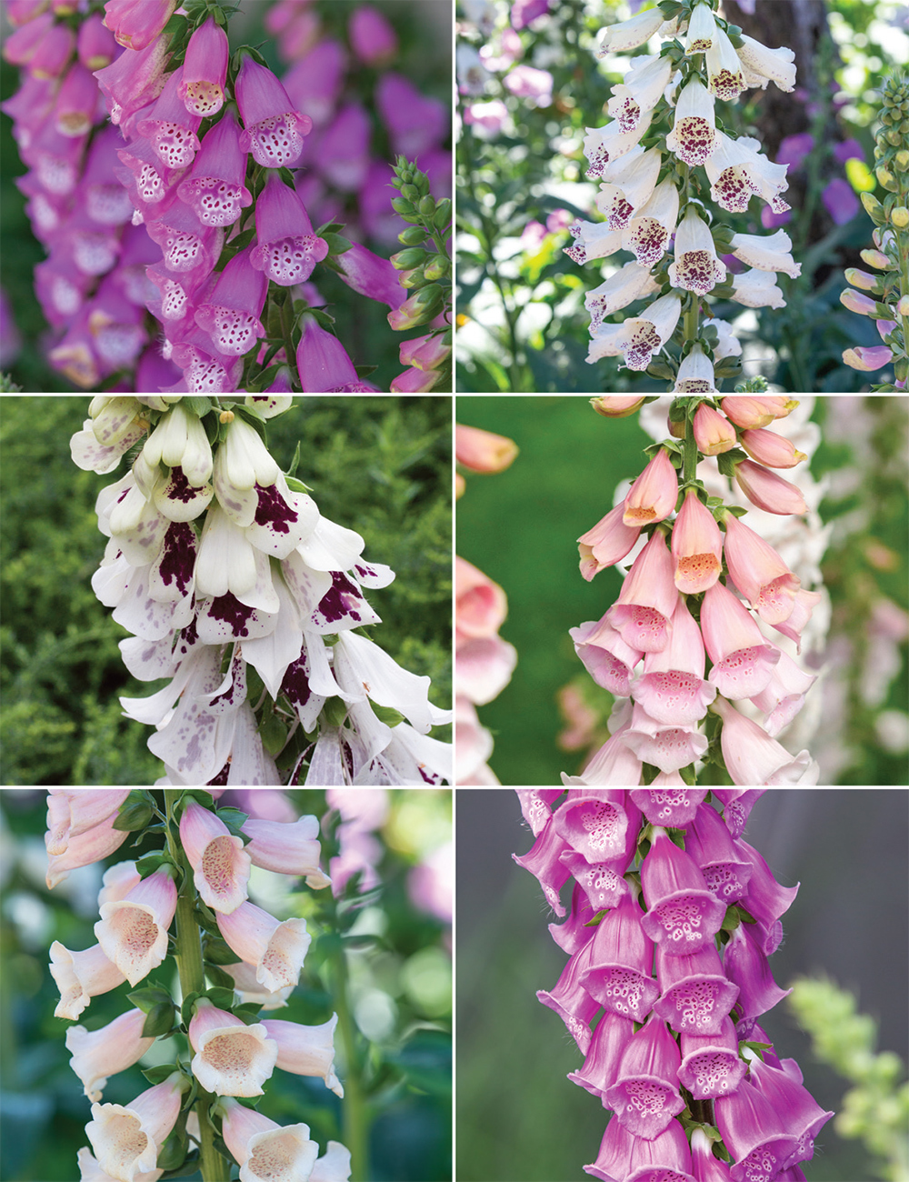 Foxgloves (reduced) Collection