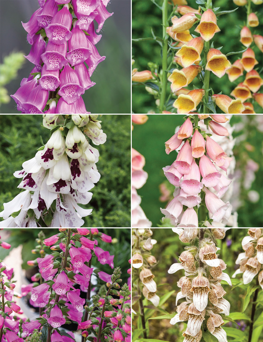 Perennial Foxgloves Collection