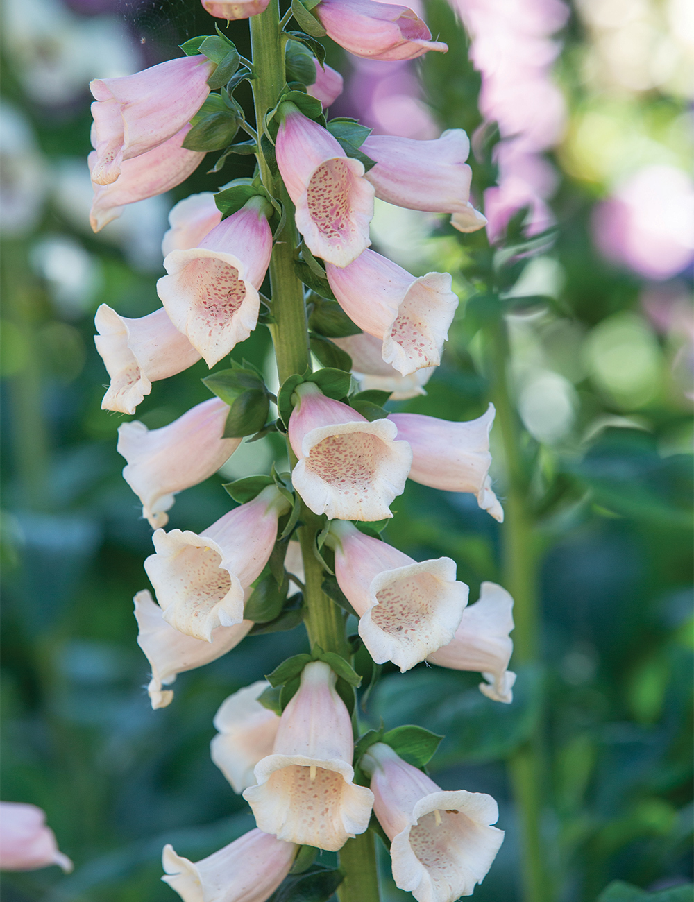 Foxglove 'Dalmatian Peach'