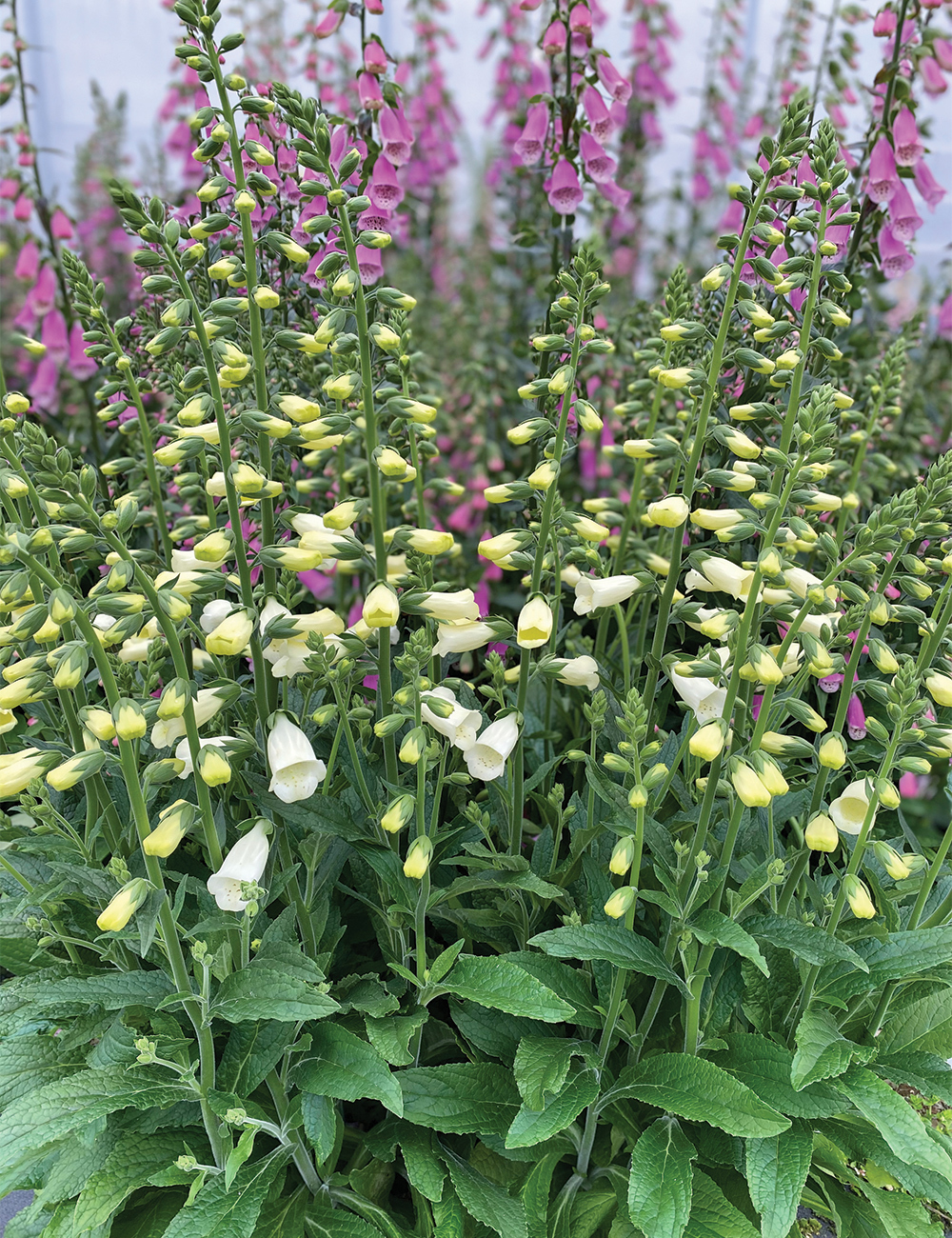 Foxglove Lucas 'White'