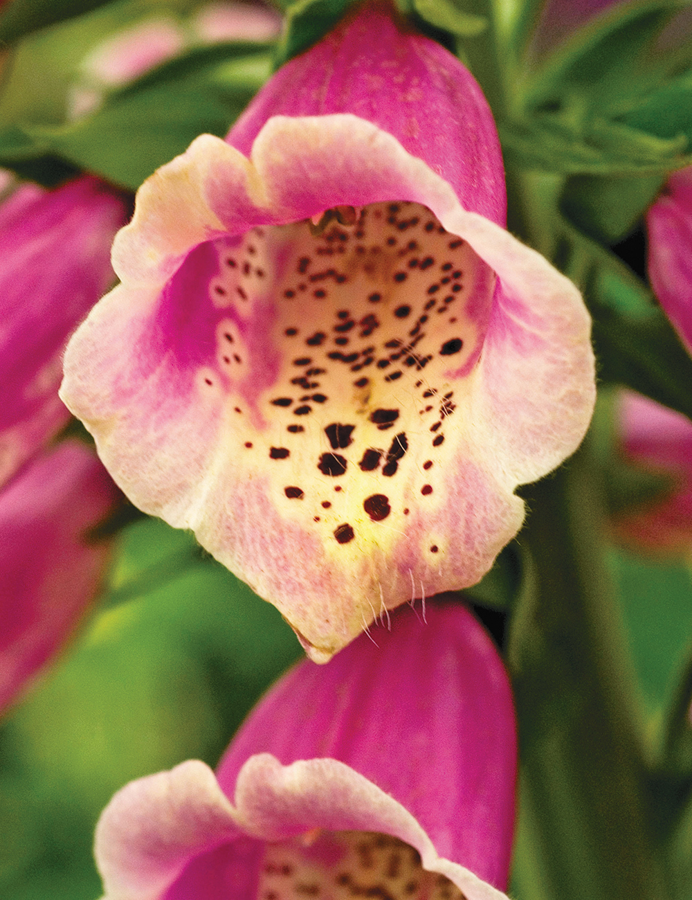 Foxgloves Polkadot Pippa