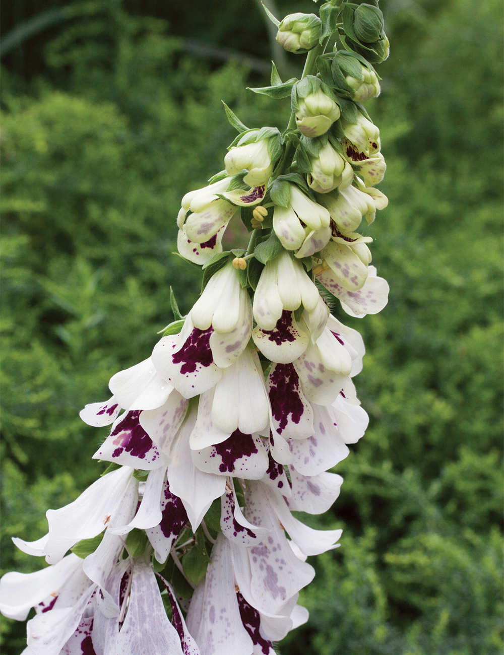 Foxglove 'Pam's Choice'