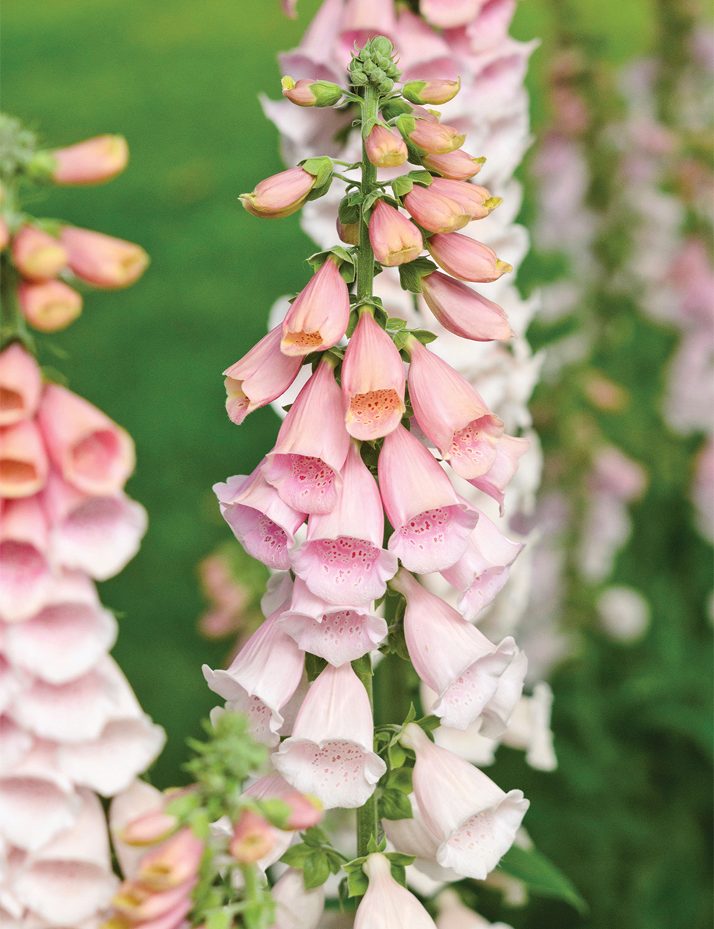 Foxglove 'Pink Gin'