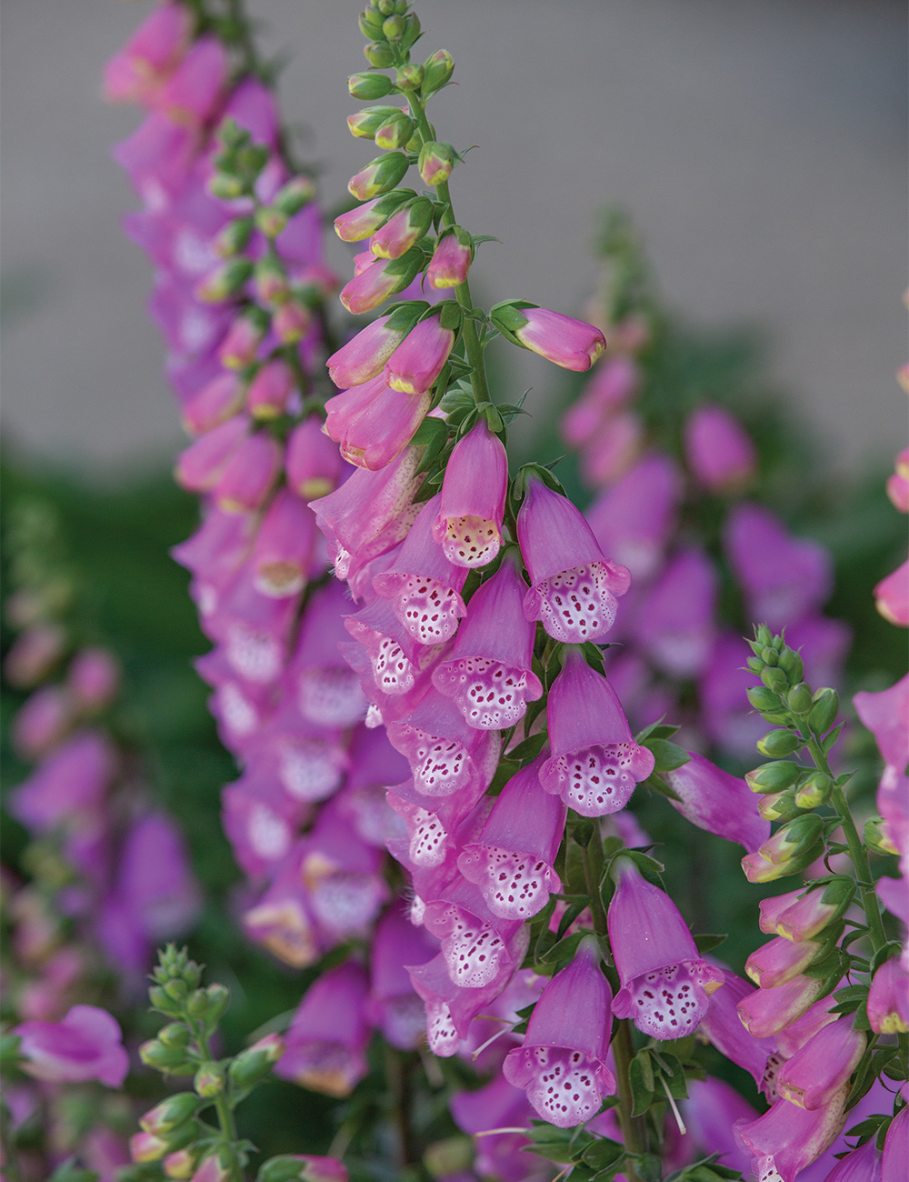 Foxglove 'Dalmatian Purple'