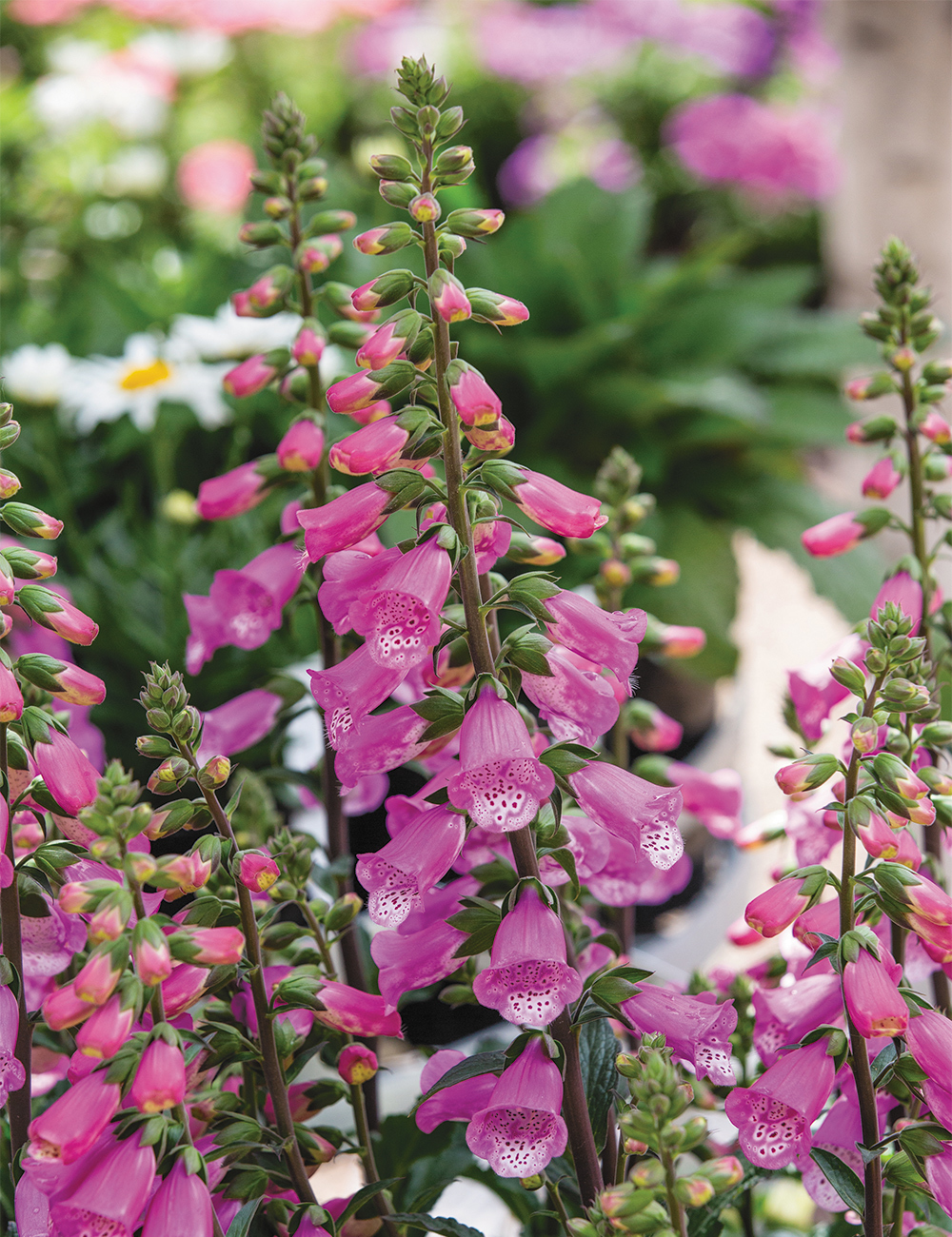 Foxglove 'Pink Panther'