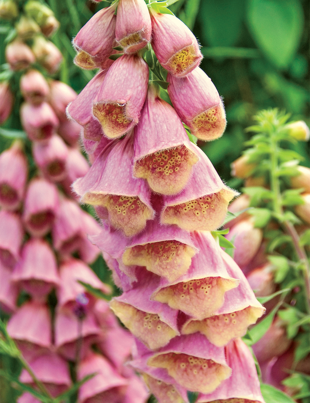 Foxglove 'Polkadot Polly'