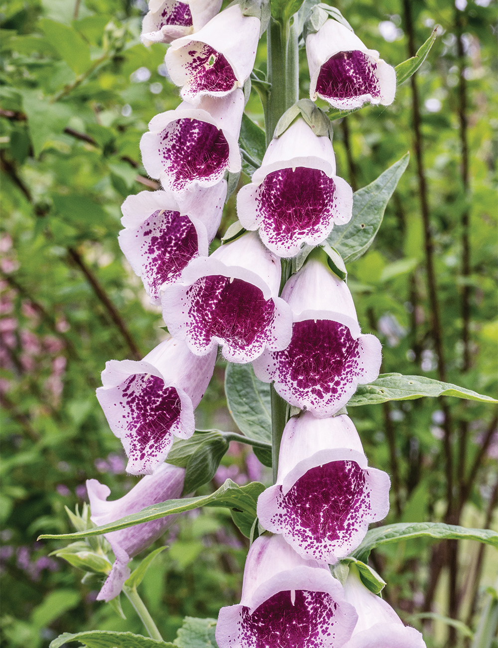 Foxglove Sugar Plum