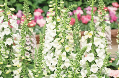 Foxglove Snow Thimble