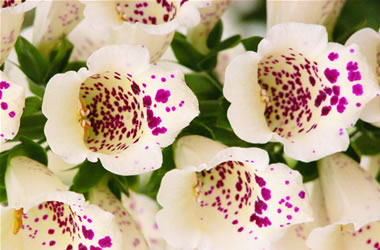 Foxgloves Camelot Cream