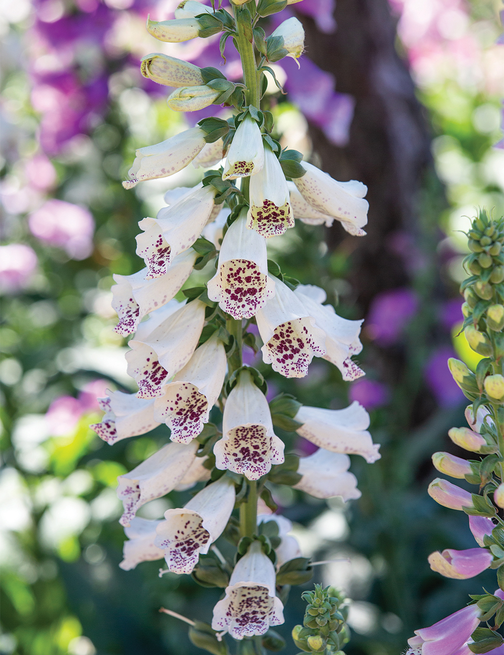 Foxglove 'Dalmatian White'