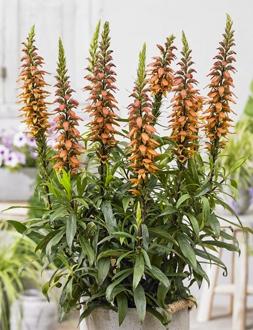Canary Island Foxglove