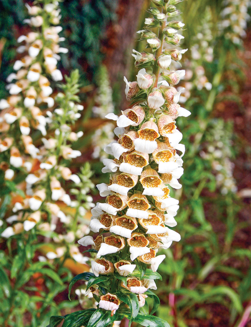 Helen of Troy Foxglove