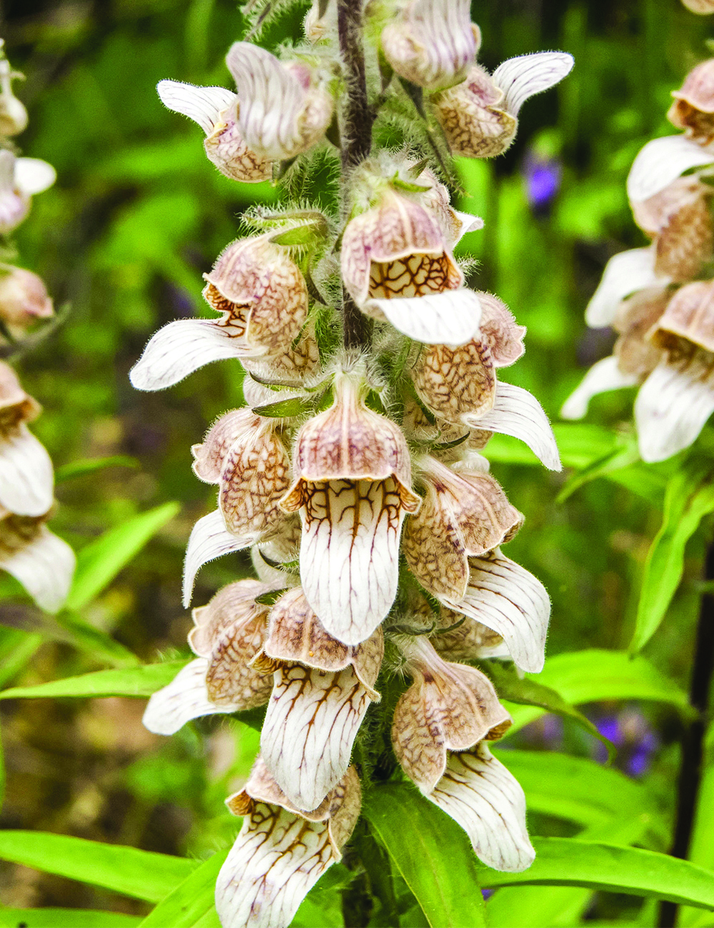 Foxglove 'Café Crème'