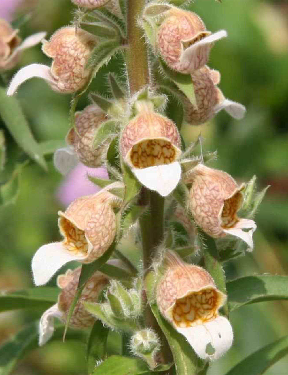 Grecian Foxglove