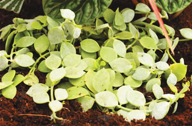 Terrarium Plant - Silver Pebbles