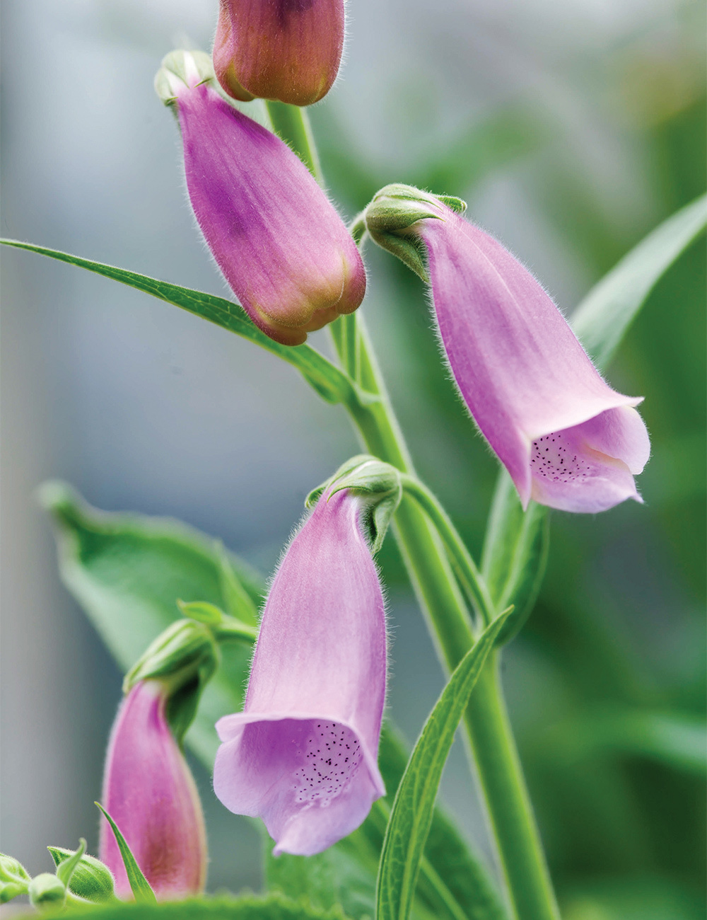 Spanish Peaks Foxglove