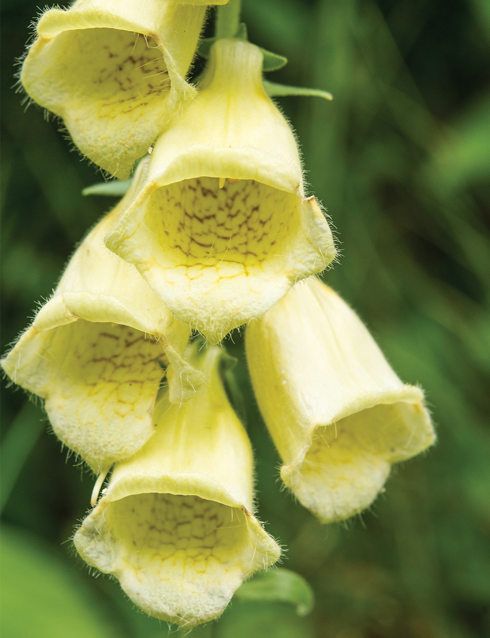 Foxglove Yellow Foxglove