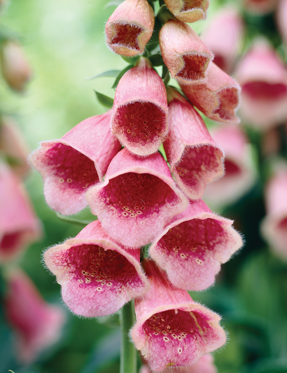 Foxglove 'Summer King'