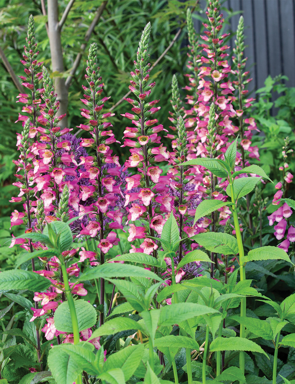 Foxglove Illumination 'Berry Canary'