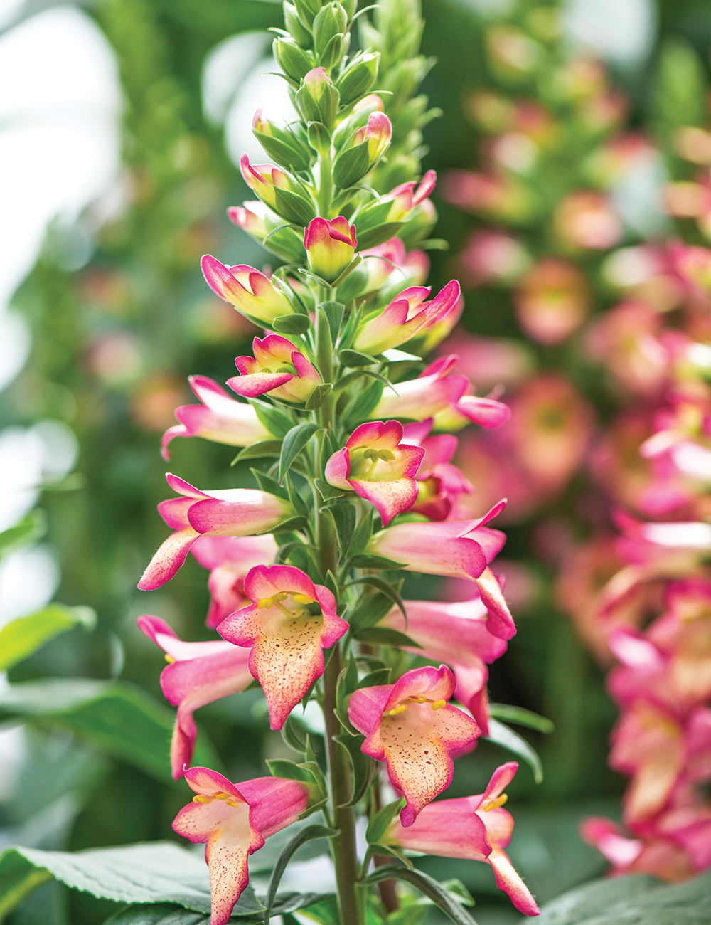 Foxglove Illumination Flame